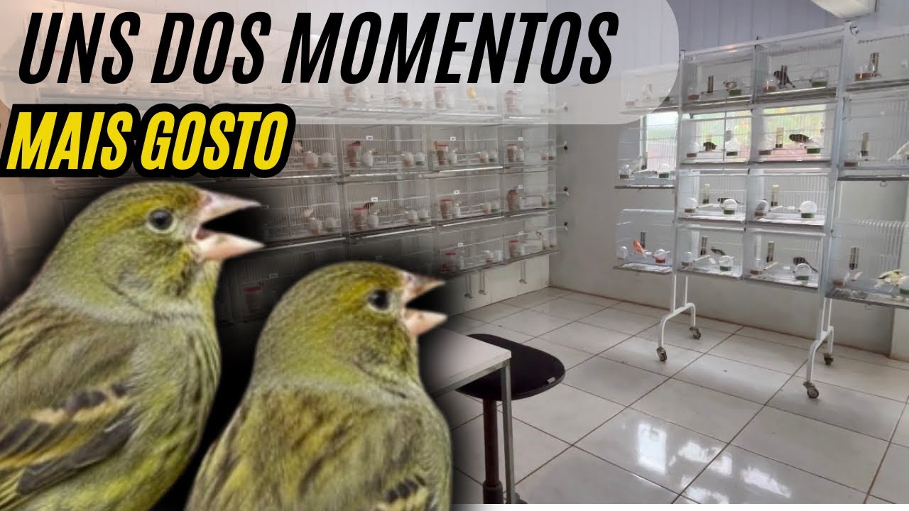 Filhotes destacando canto, bora encartar
