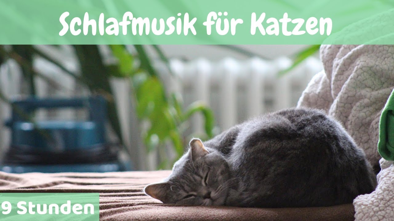 #21 | 9 Stunden 🐱Schlafmusik f&uuml;r Katzen 🐱Entspannende Musik f&uuml;r Katzen und K&auml;tzchen 🐱