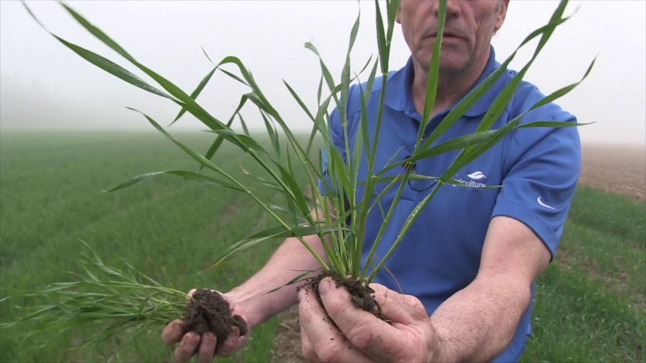 Wheat School: Late nitrogen pays — even in tough-looking wheat