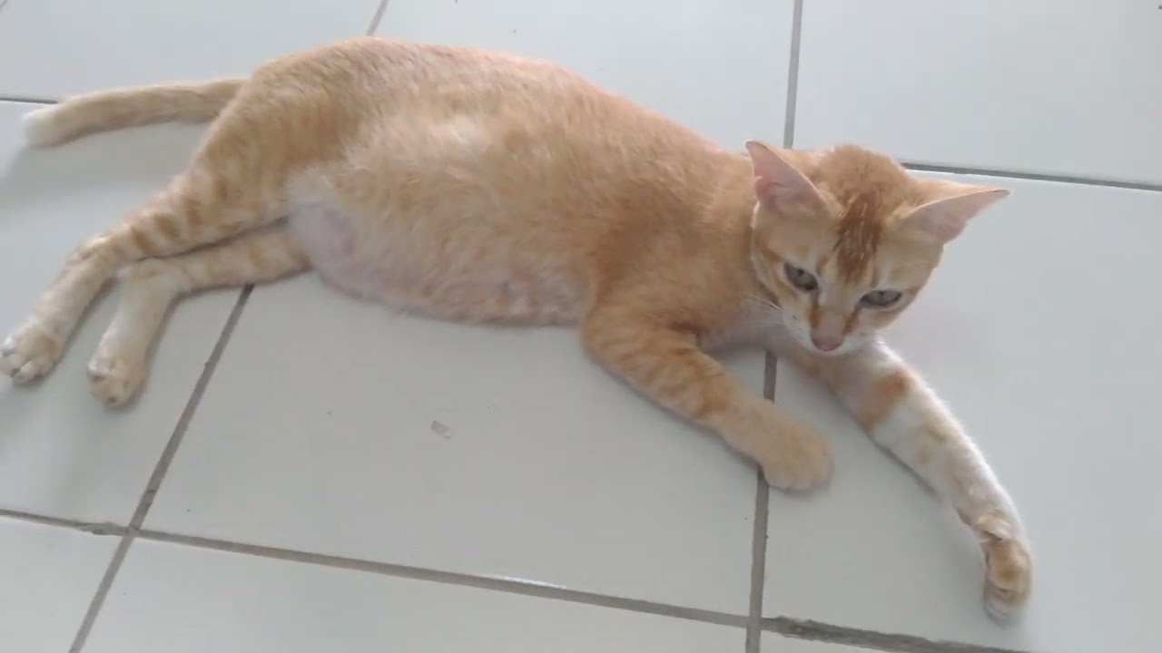 Santai tetap siaga #cat #cute#videoviral #funny #fyp 