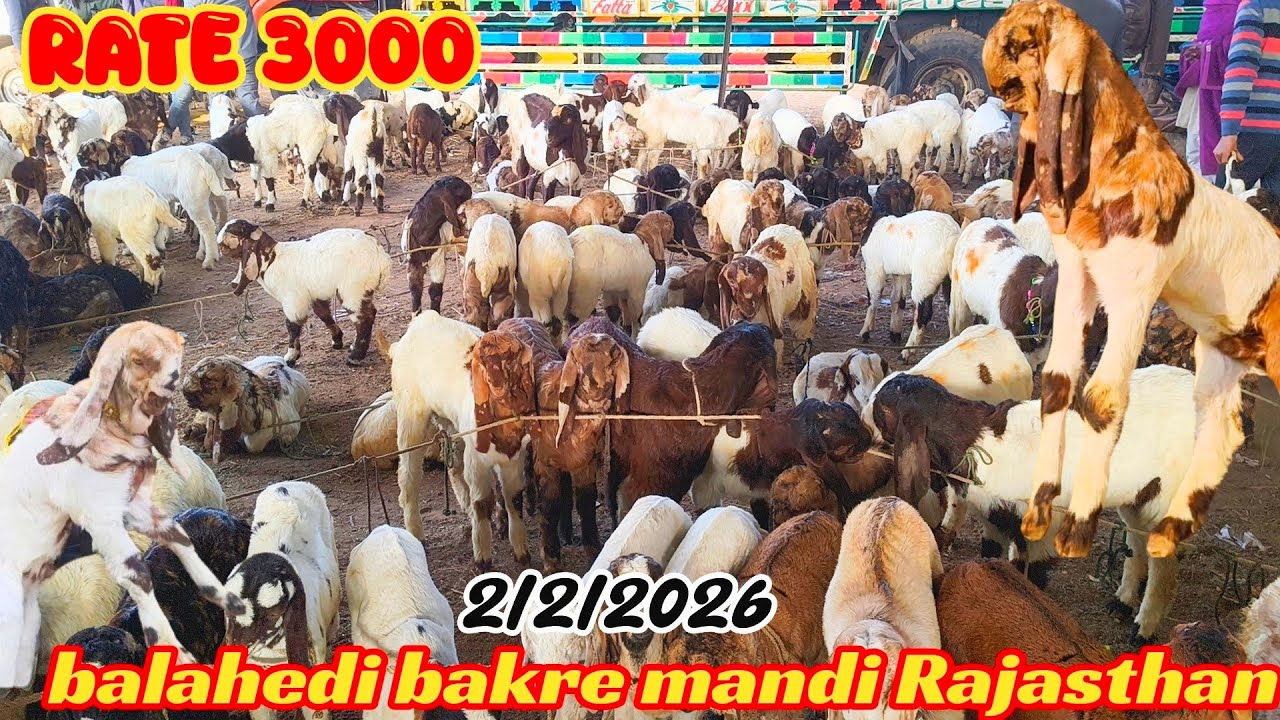 Balahedi bakre mandi live update 2/2/2026 biggest mandi in Rajasthan