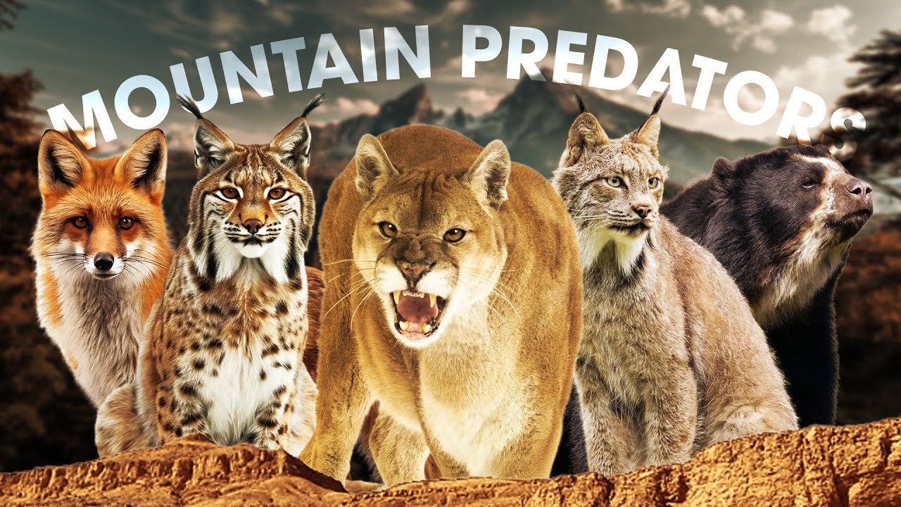 All 10 Rare Mountain Predators (Including 2 Extremely Elusive Species) 