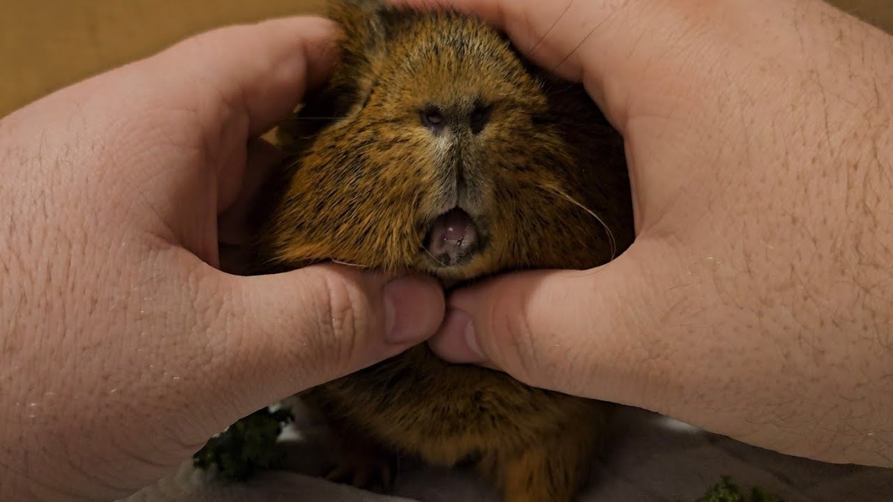 Update On Capybara - Two Bottom Teeth Are Broken Off - Vet Visit - Fixing My Car