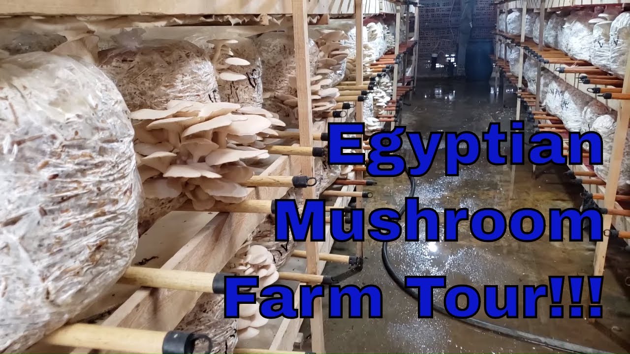مزرعة عيش الغراب Cairo Egypt Low Tech Straw Oyster Mushroom Farm Closed Loop Silk Farm