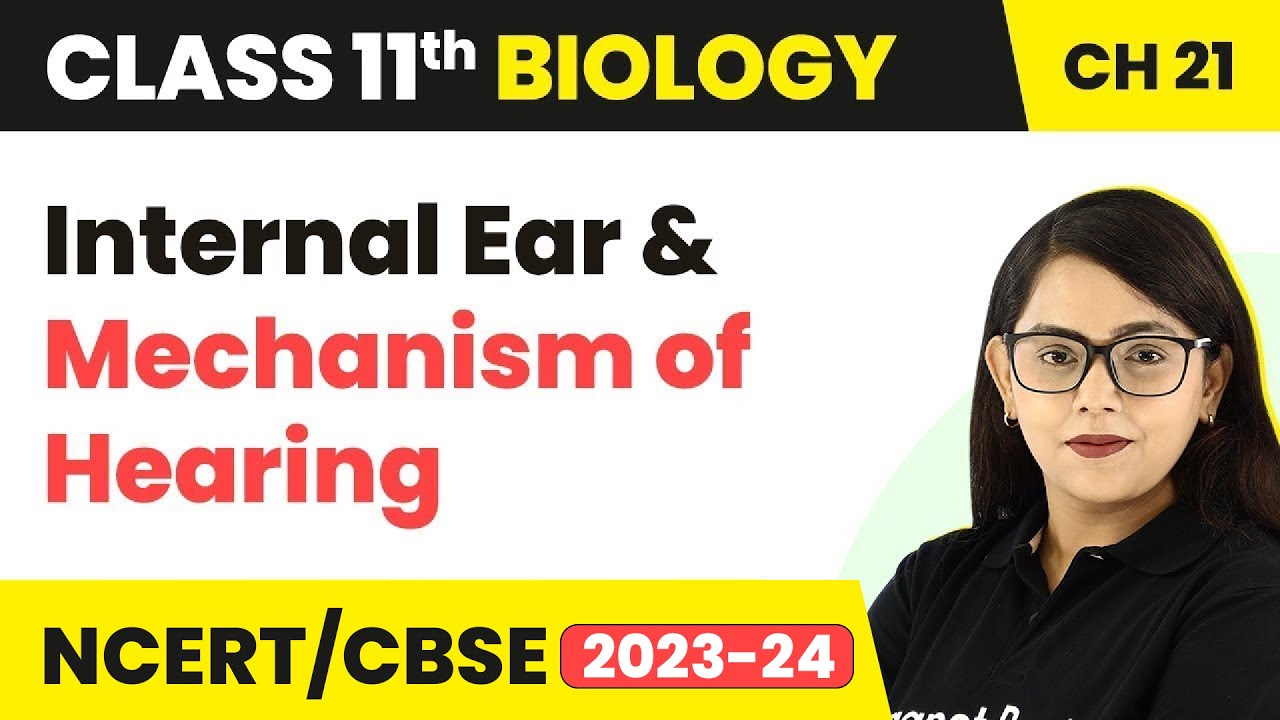 Internal Ear & Mechanism of Hearing- Neural Control, Coordination| Class 11 Biology Ch 21 NEET/NCERT