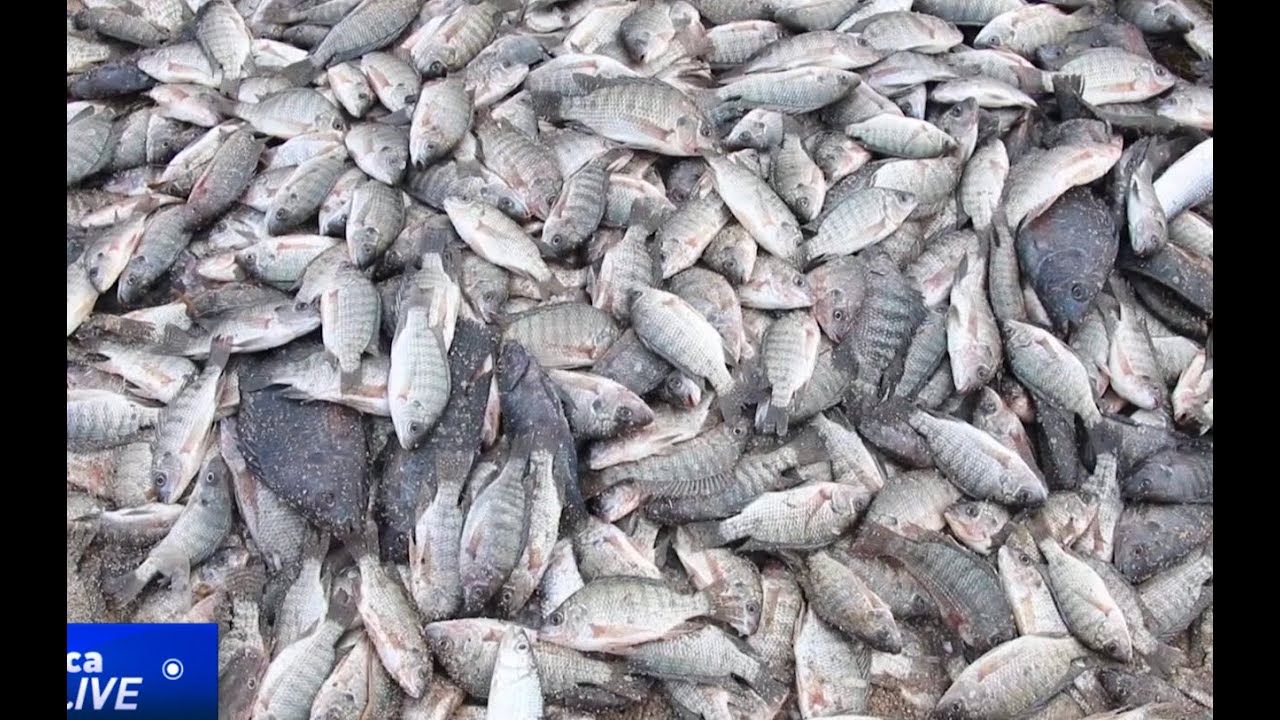Harvesting of immature fish threatens future of Kenya's Lake Turkana