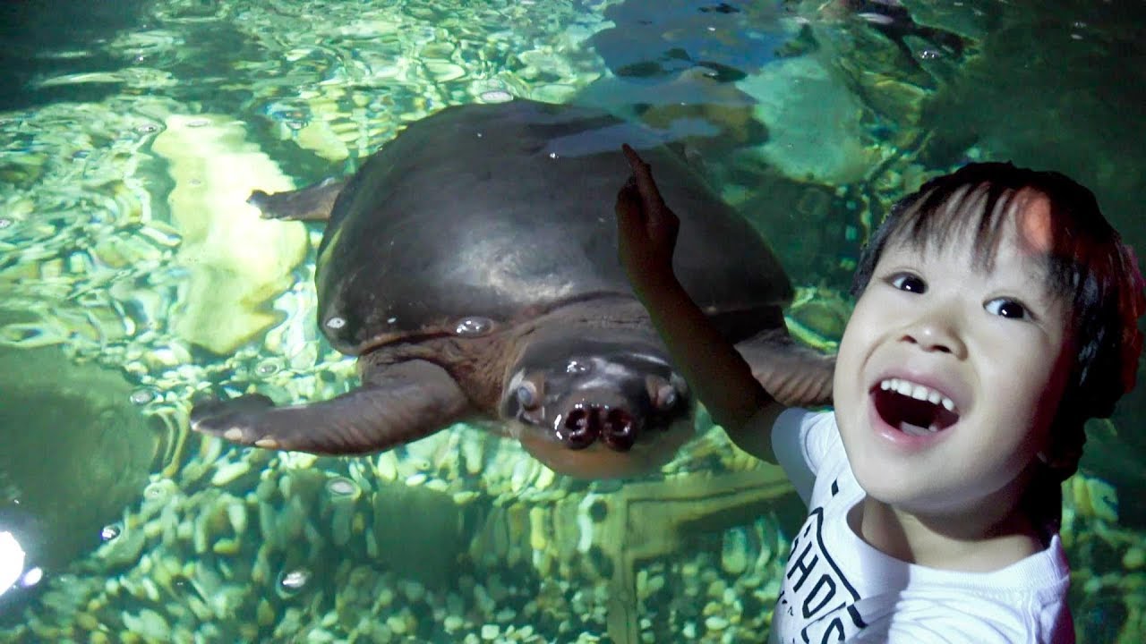 おでかけ マレーシアKLCC水族館へ行ったよ！大きいカメやサメさんがいたよ！ レオスマイル