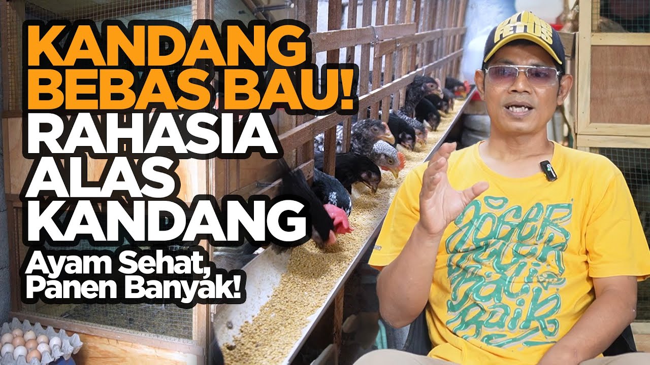 Kandang Ayam Bebas Bau Ternyata Pakai Trik Organik Sederhana Ini!