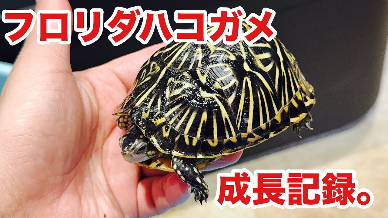 とても綺麗に育っているフロリダハコガメの成長記録。