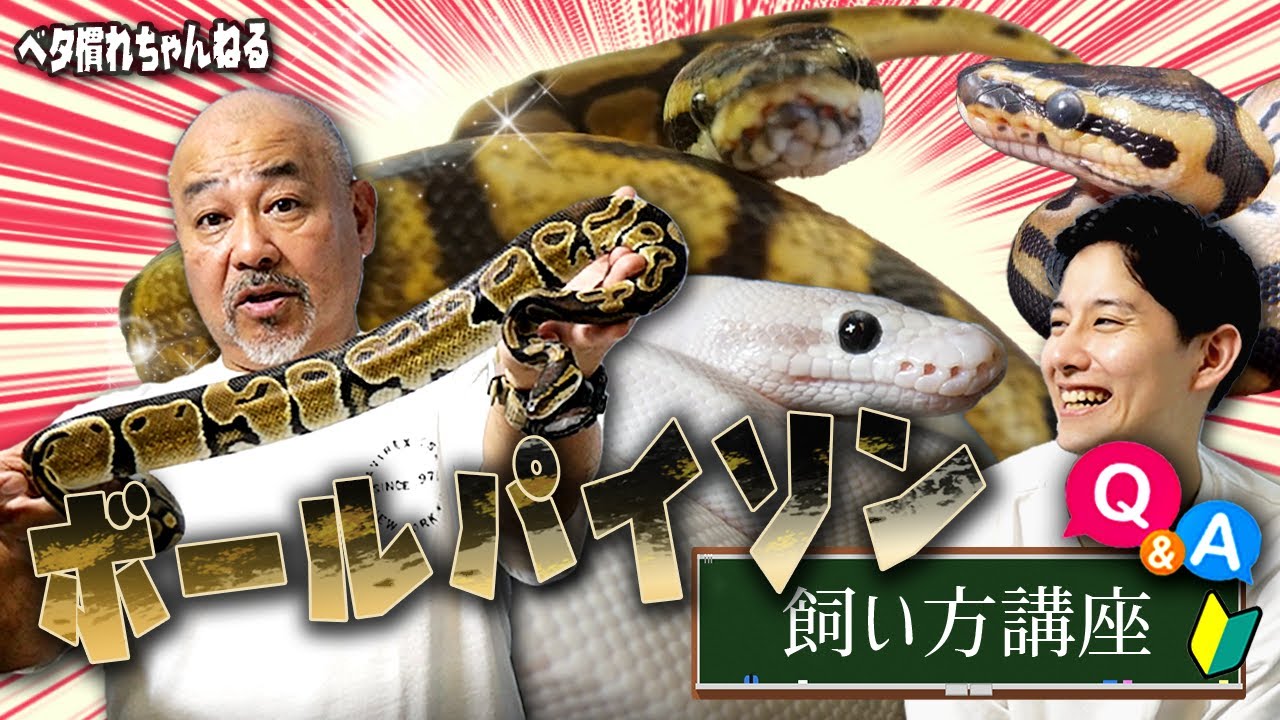 【爬虫類初心者必見】ボールパイソン飼い方講座【ヘビ】