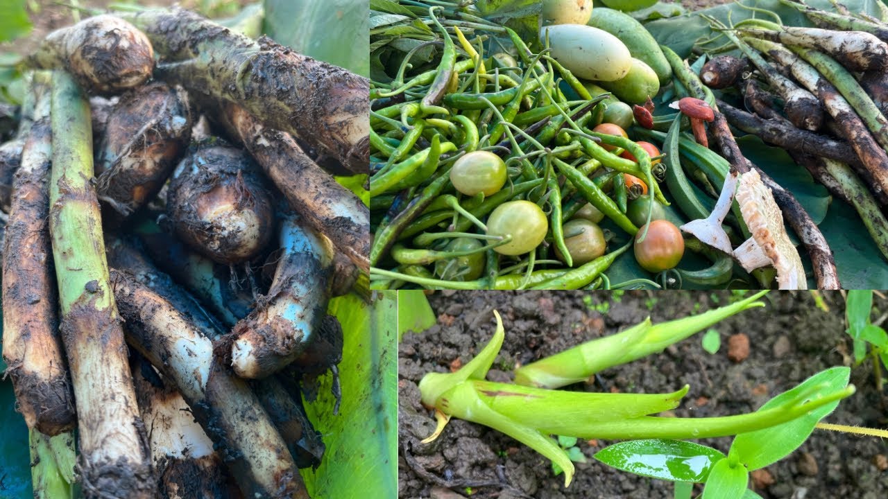 Harvest time!🥒🍅🌶️ watch the bounty of our labor