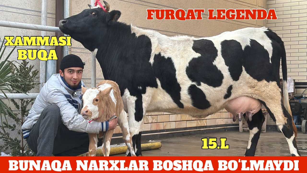 ANA XOLOS NARXLAR SINDI😱BUNAQASI JUDA KAM⭐️CHEMPIN SIGIR VA BOʻGʻOZLAR😳