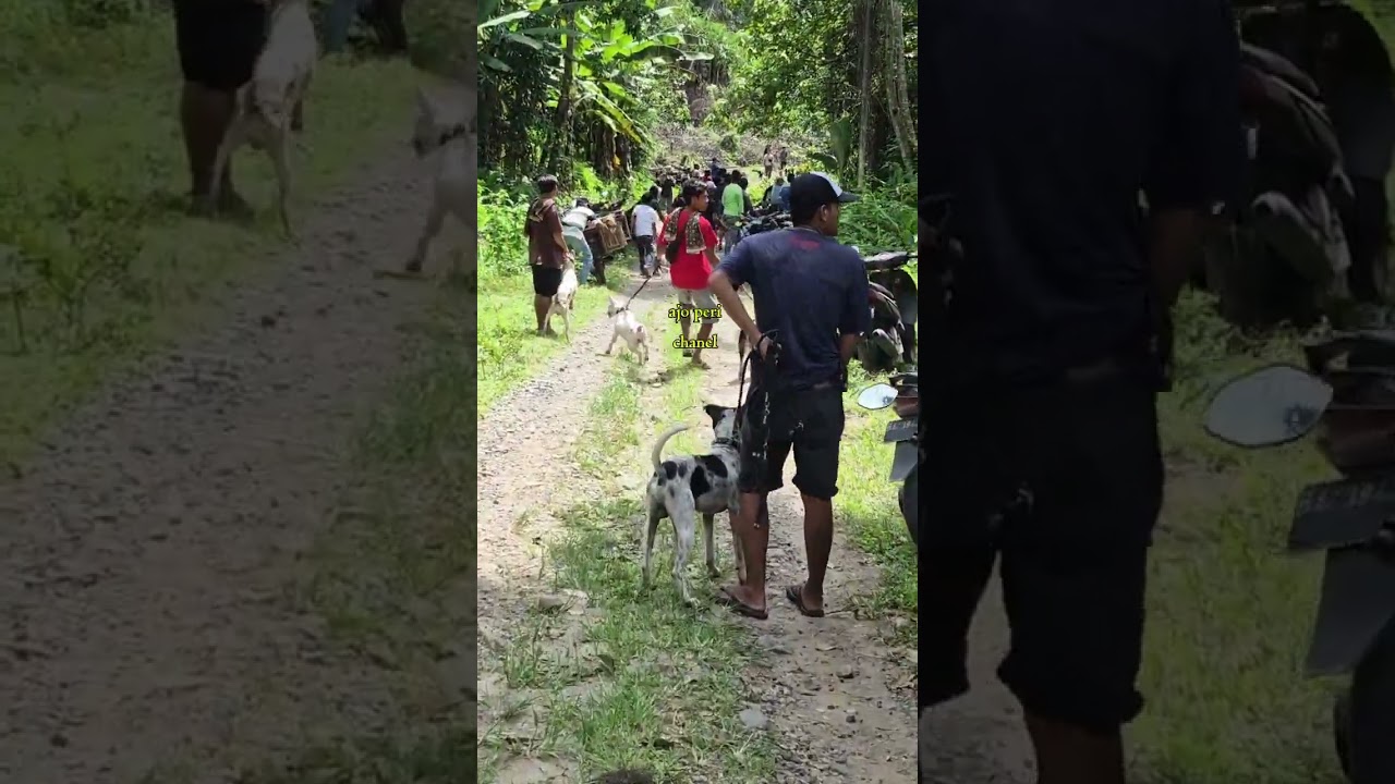 Video lengkap buruan mungin madinah Pariaman..sarana sero babi banyak kajaran indak taduah2.