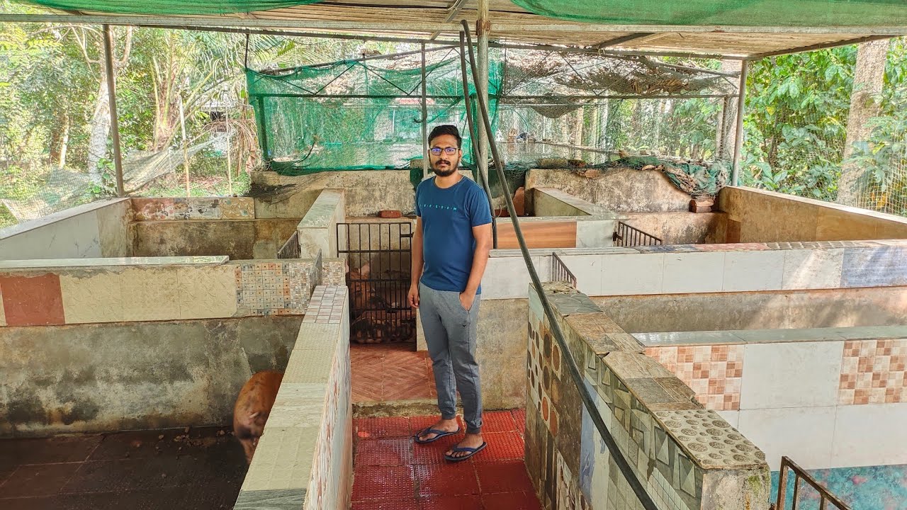6 മാസം കൊണ്ട് 100 കിലോ വളരുന്ന പന്നിക്കുട്ടികളെ വാങ്ങാം|Pig Farm kerala