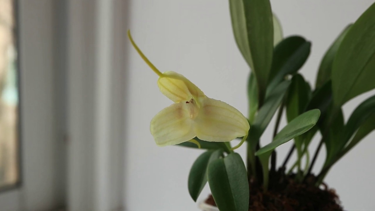 Masdevallia xanthina