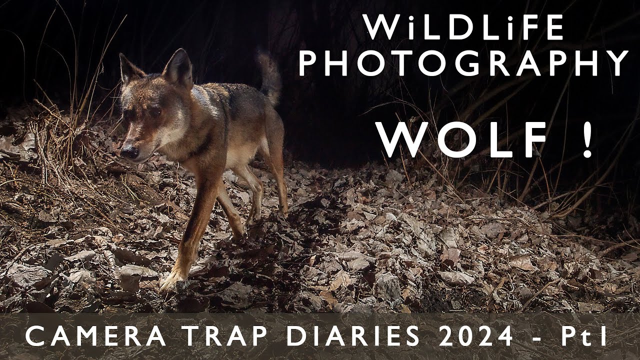 The Wolf Who Stole the Frame: DSLR Camera Trapping Diaries 2024 - Part 1