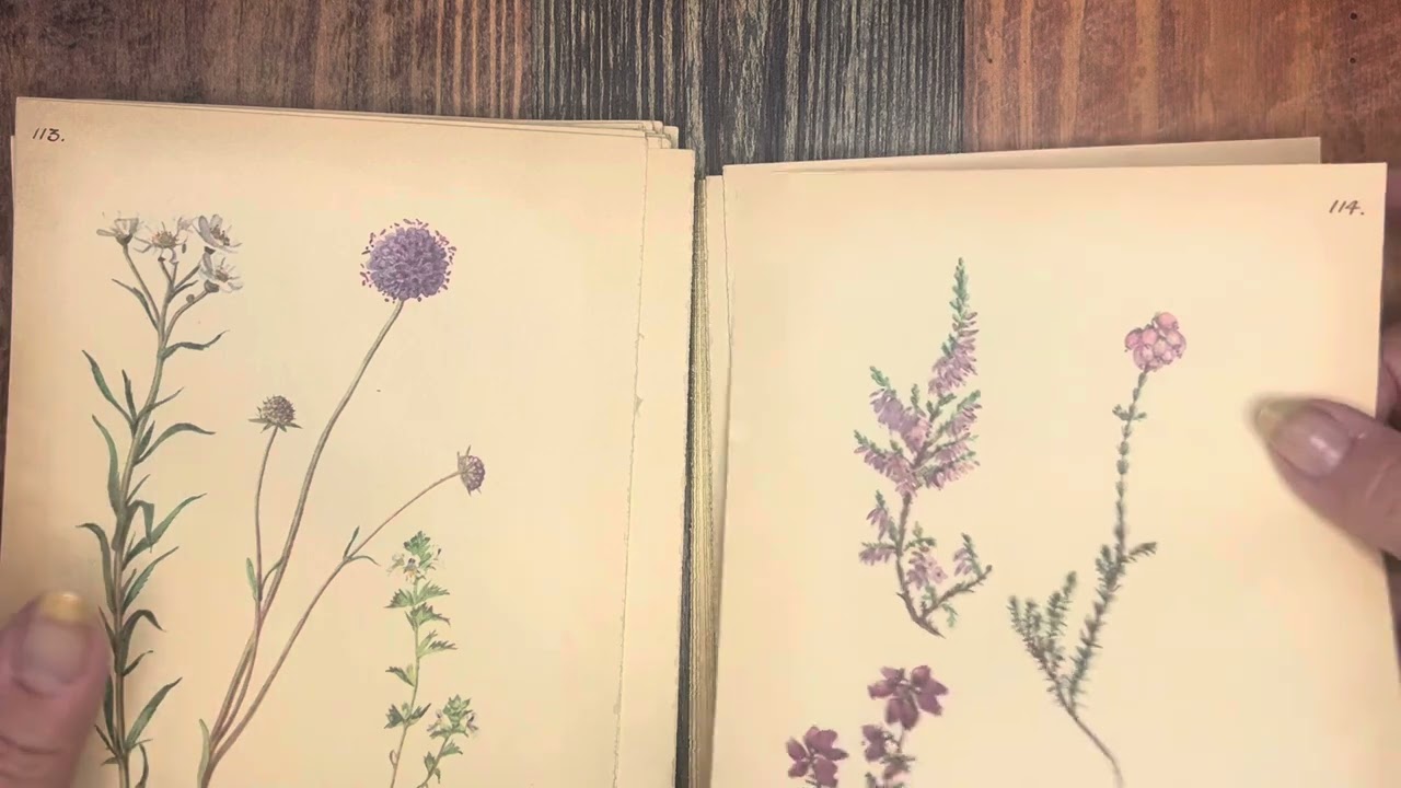 Vintage Edith Holden book flip through