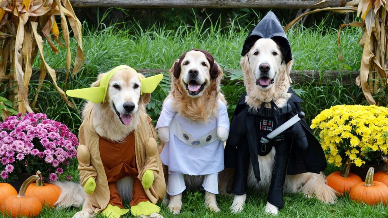Забавные животные на Хэллоуин — лучшие костюмы для питомцев🎃👻