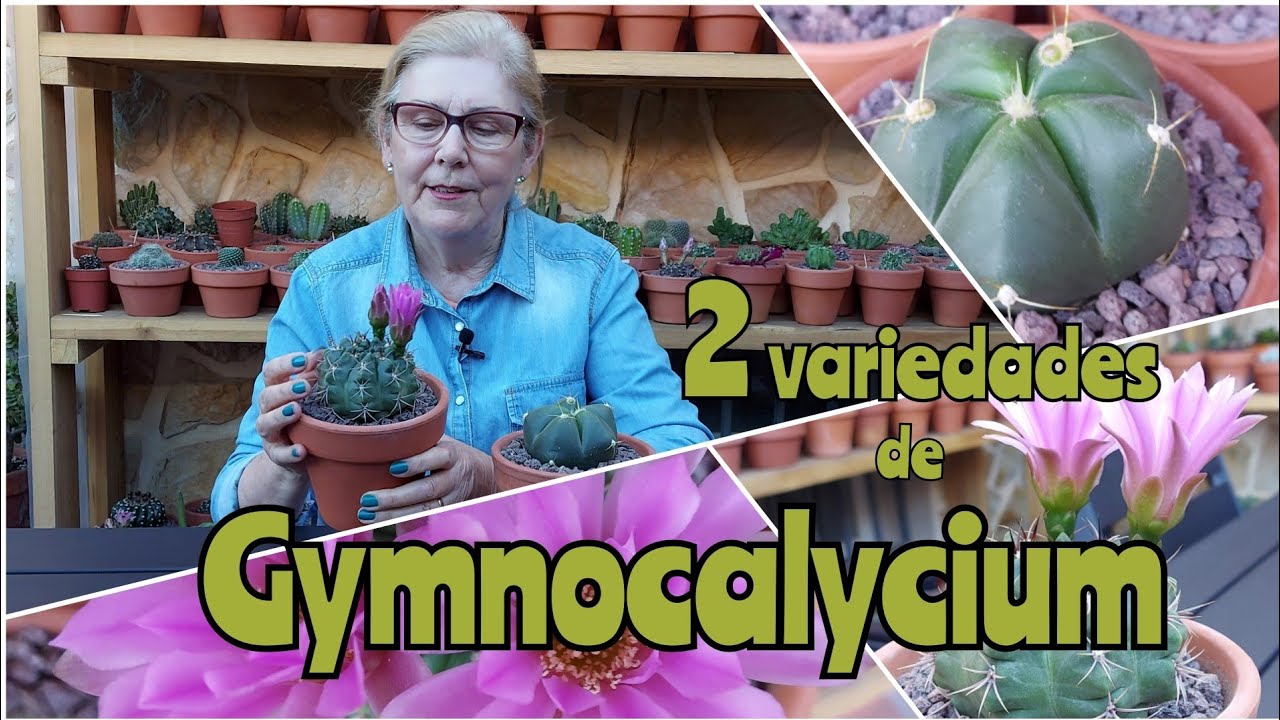 Gymnocalycium Baldianum🌵 y Horstii🌵 + Tomas falsas | Cactumania_Spain