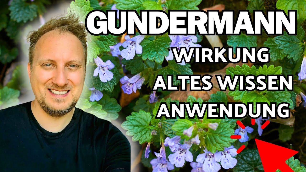 Gundermann Wirkung, Wissen & Anwendung 🌞 (Glechoma hederacea)