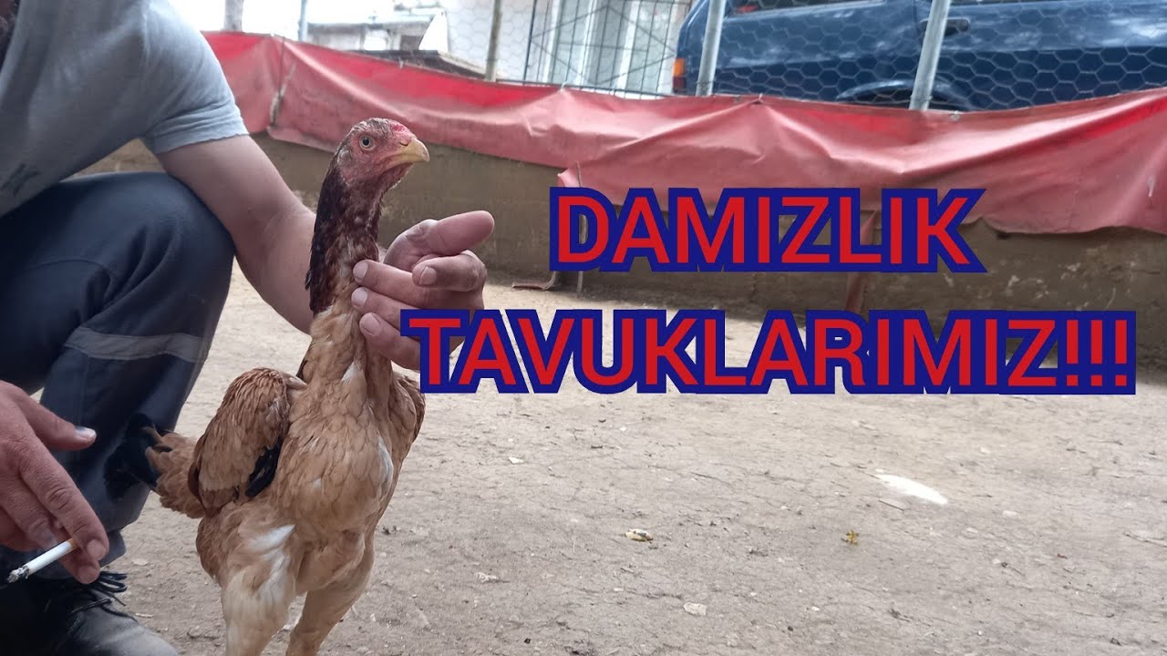 #97# BİRAZDA DAMIZLIK TAVUKLARIMIZA BAKALIM
