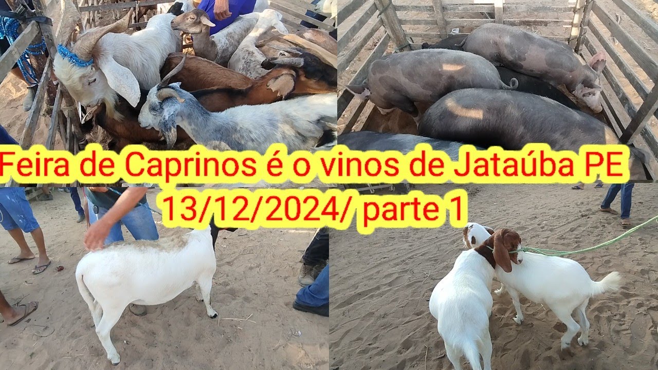 Feira de Caprinos é o vinos de Jataúba PE 13/12/2024/ parte 1