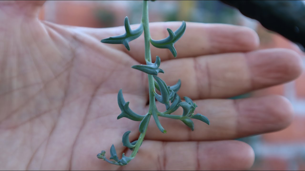 Cómo cuidar del Senecio delfín - Collar de Delfines - Curio x peregrinus - Senecio Peregrinus