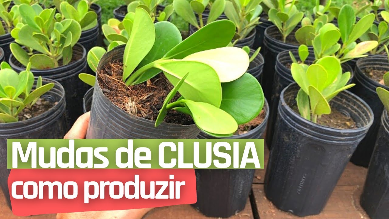 Clusia: Como Fazer Mudas Corretamente