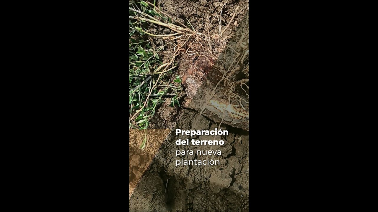 Preparación del TERRENO para una NUEVA PLANTACIÓN