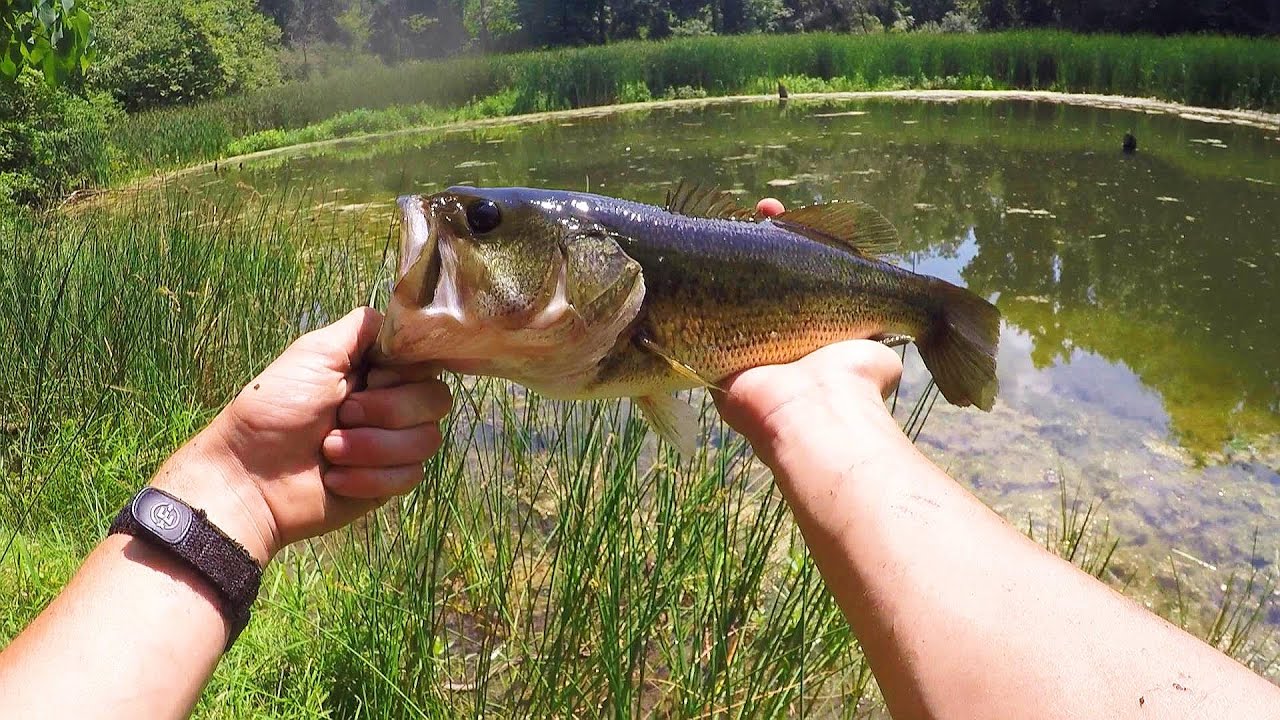 Bass Fishing in a Secret Pond in the Pasture { Bites on Every Cast! }