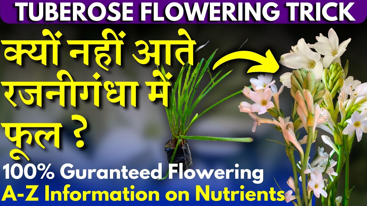 क्यों नहीं आते रजनीगंधा में फूल ? 100% Guaranteed Flowering || TUBEROSE FLOWERING TRICK