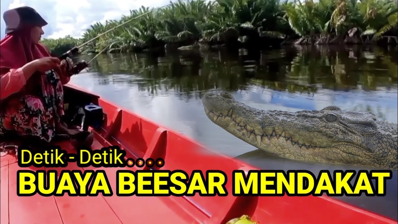 MANCING BARENG MANTAN TIBA-TIBA BUAYA BESAR MENDEKATI PERAHU #215