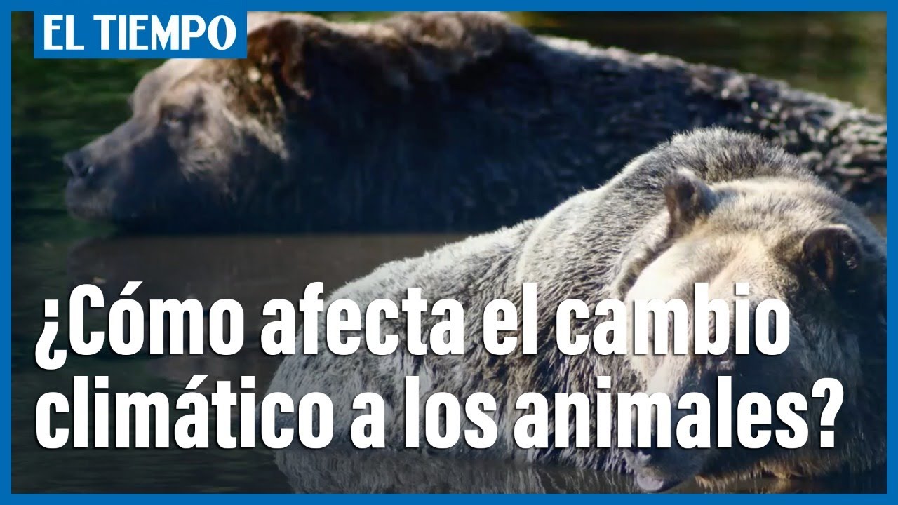 ¿Cómo afecta el cambio climático a los animales?
