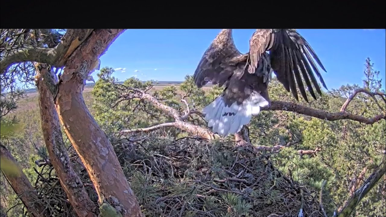 Орлан-белохвост в гнезде беркутов в Эстонии 🦅