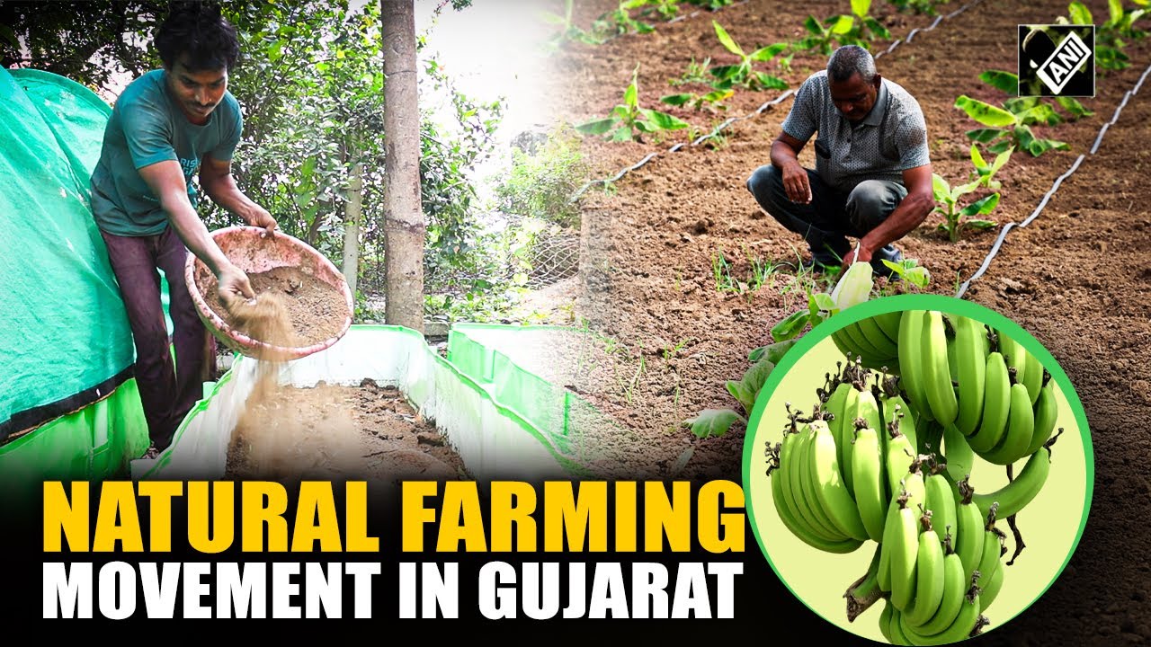 From Tobacco to Bananas: Gujarat Farmer&rsquo;s natural farming success story
