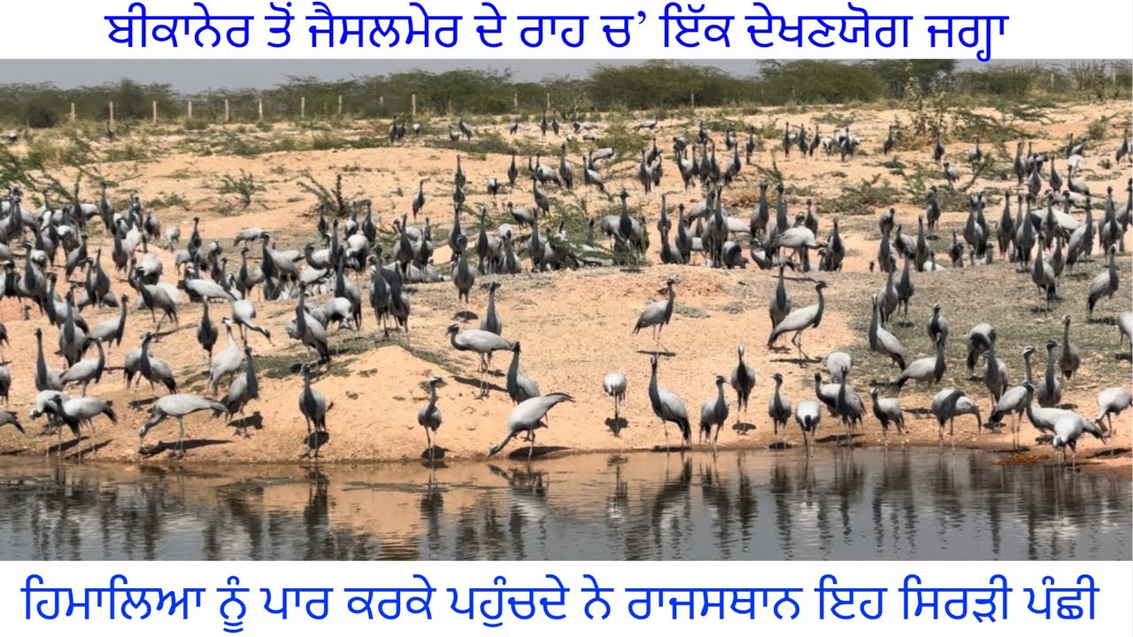 Khichan bird sanctuary।ਖੀਚਨ ਪਿੰਡ ਚ ਪਰਵਾਸੀ ਪੰਛੀਆਂ ਦੀ ਰੱਖ।DEMOISELLE  CRANES। kheechan