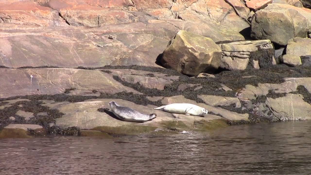 Croisières AML à Tadoussac