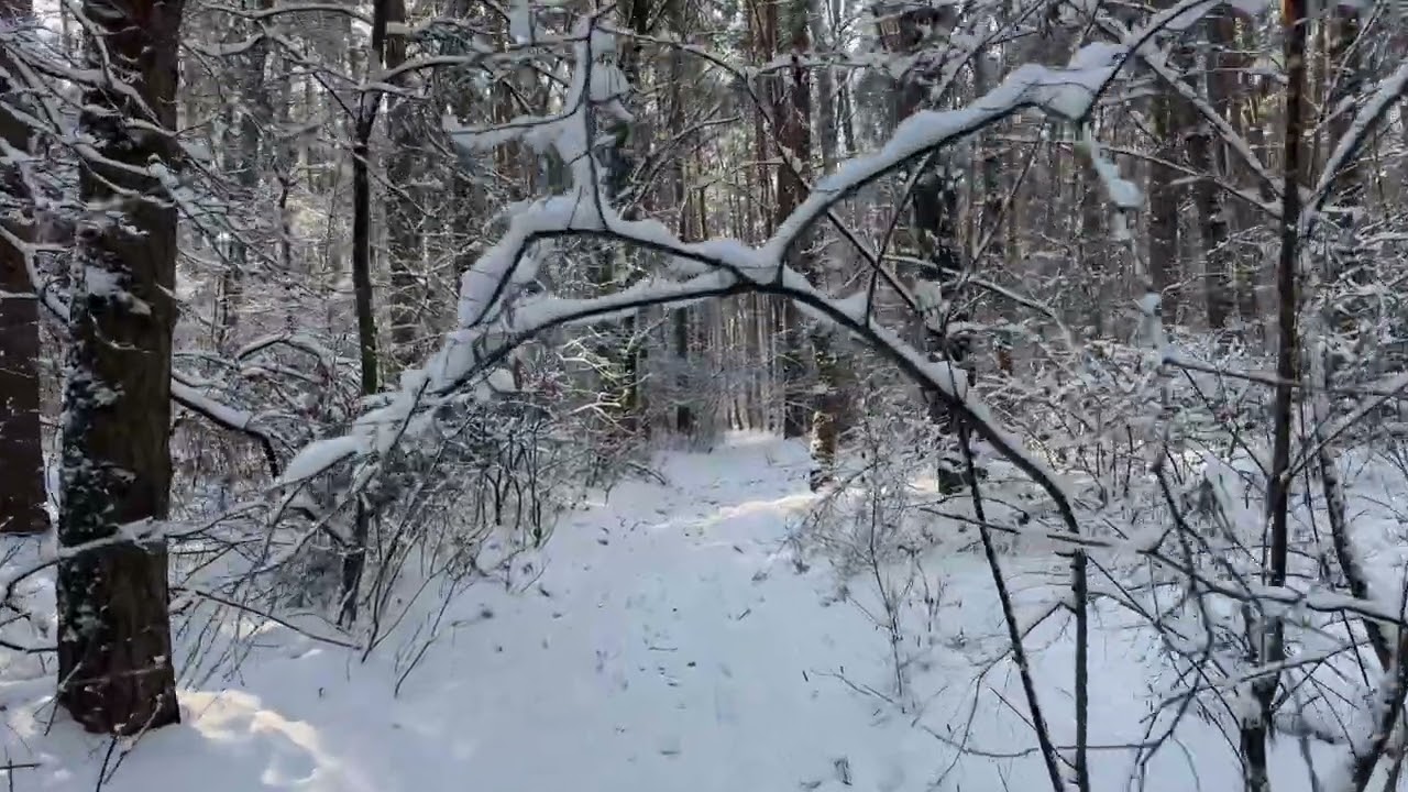 Winter frozen forest 🌬️​❄️🌲​