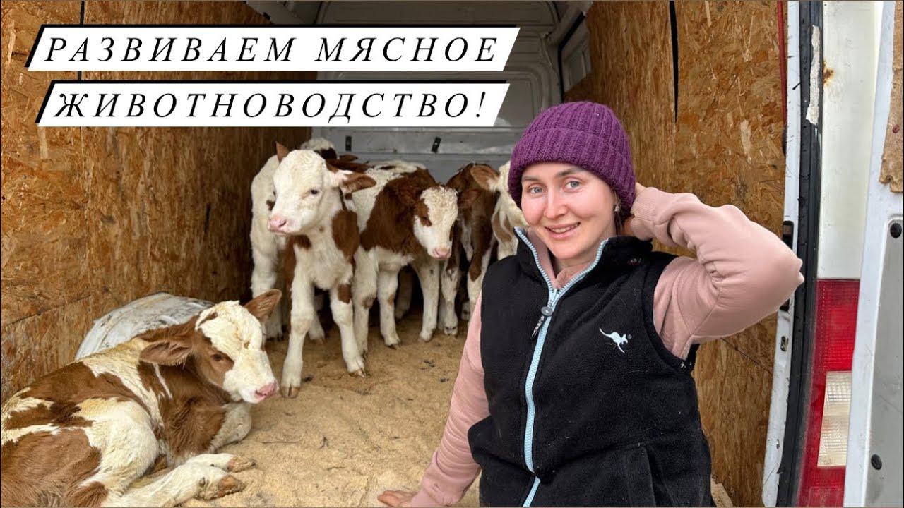 Всей семьей за новым поголовьем! Привезли 8 голов крс! Наши насыщенные деревенские будни!