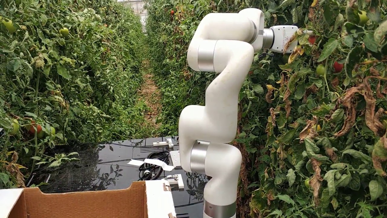 Tomato harvester on Automato's robot platform