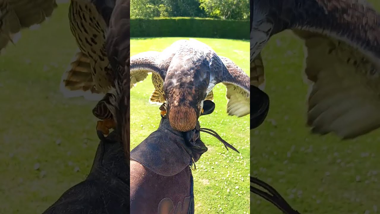 Falcon Feeding!