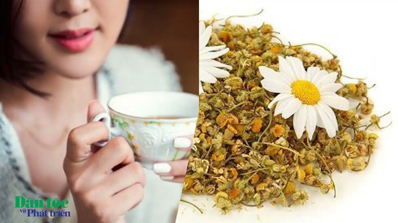 Trà hoa cúc - Công dụng thần kỳ cho sức khỏe con người