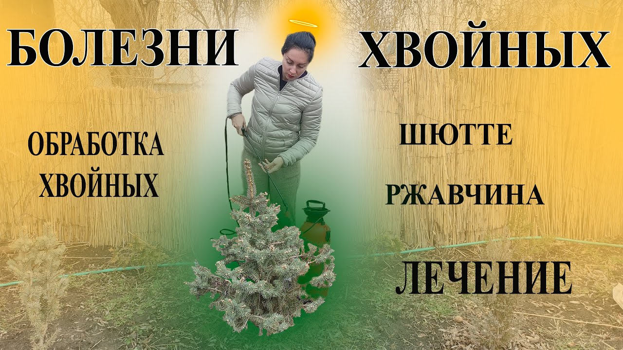 Болеет сосна, ель | Болезни ХВОЙНЫХ ШЮТТЕ | хвойные растения в саду будут здоровы =)