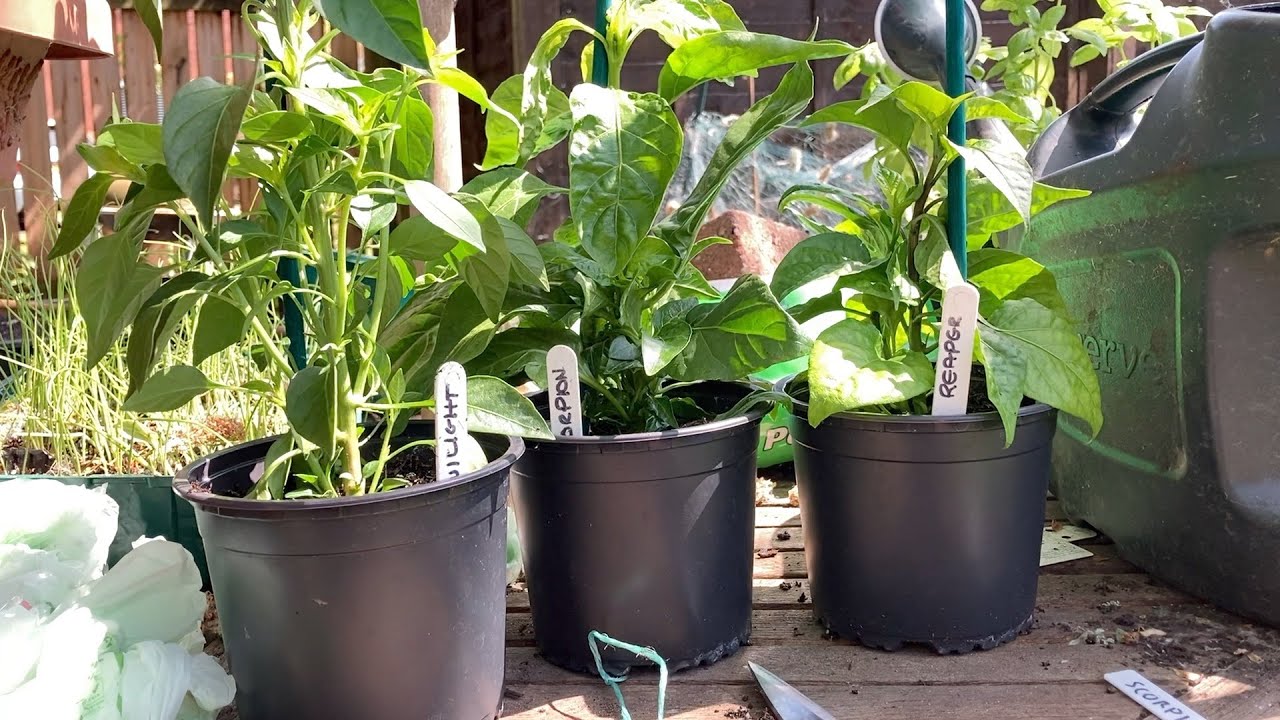 Monkey Gardening Episode 60: Hot and Chilli