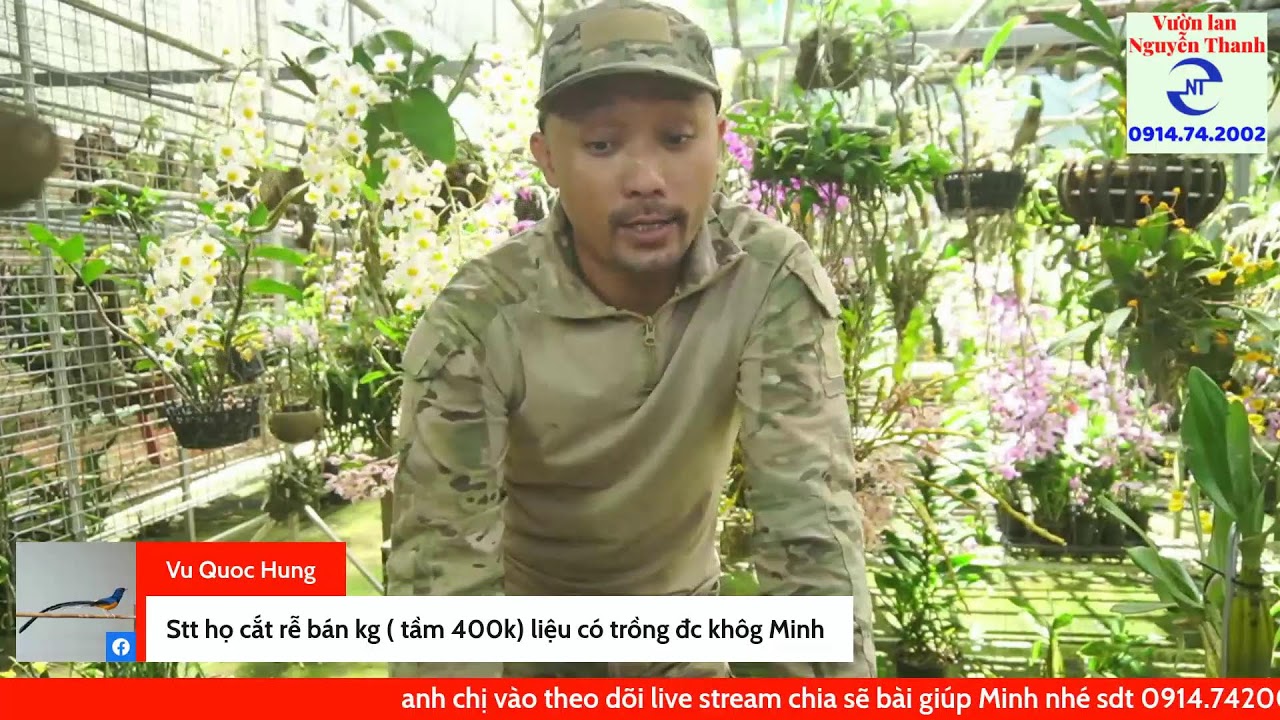 C&aacute;ch trồng lan Sơn Thủy Ti&ecirc;n th&acirc;n thủ sai hoa