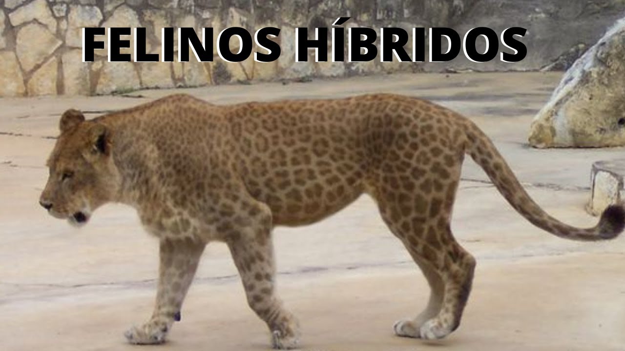 CRUZAMENTOS ENTRE ESPÉCIES DIFERENTES DE FELINOS! LEÕES, ONÇAS, PUMAS, LEOPARDOS, TIGRES!