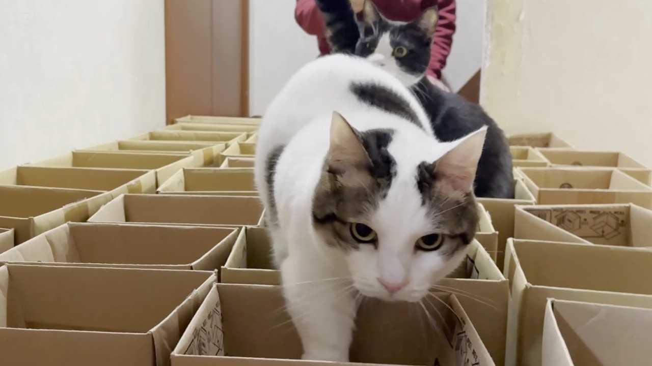 ダンボール箱でクロールを泳ぐ猫