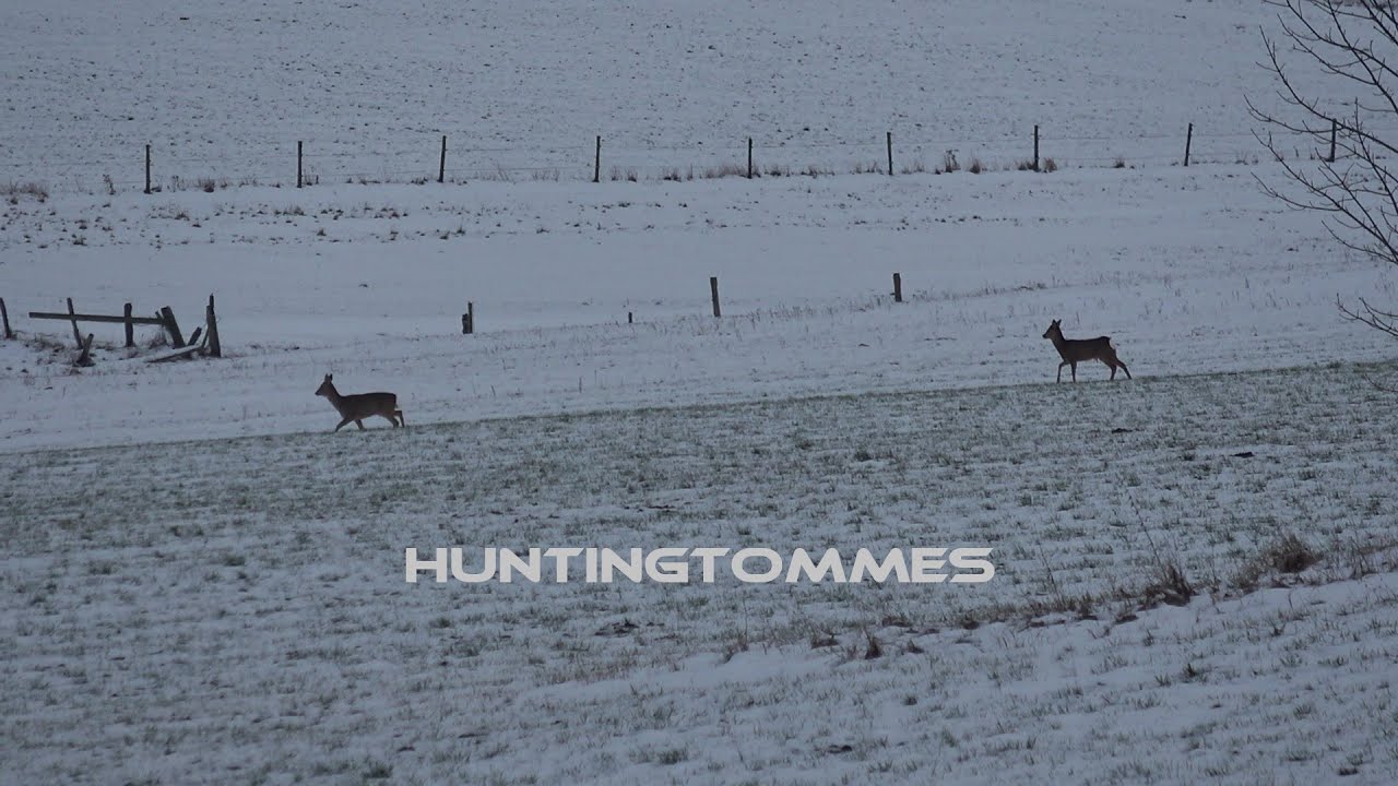 Rehwildjagd im Winter