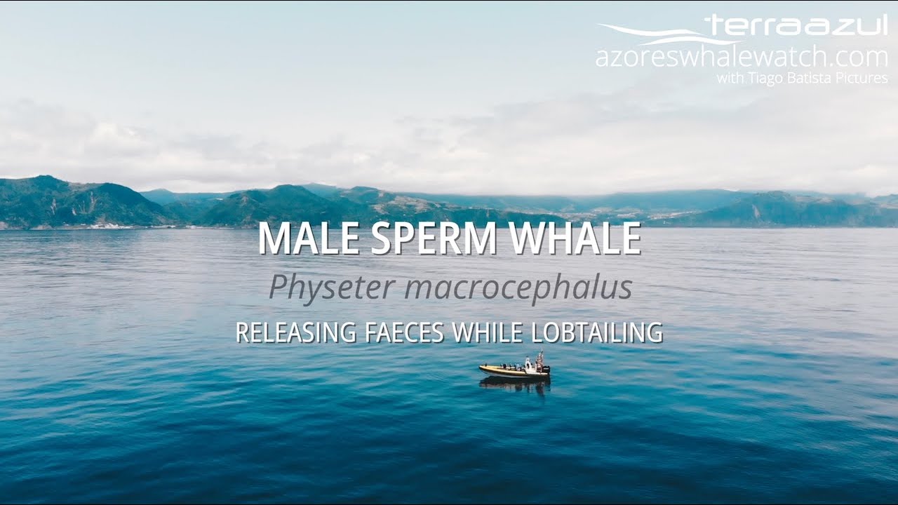 Male Sperm Whale - Releasing Faeces while Lobtailing in São Miguel, Azores | TERRA AZUL™