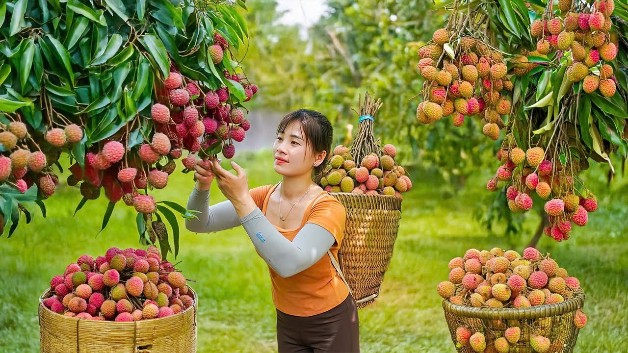 Timelapse - Harvesting Lychees for Market – Daily Herding Pigs & Chickens